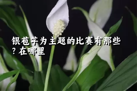 银苞芋为主题的比赛有那些？在哪里