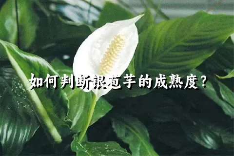 如何判断银苞芋的成熟度？