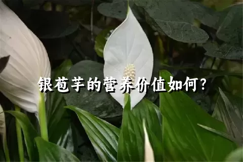 银苞芋的营养价值如何？