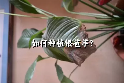 如何种植银苞芋？