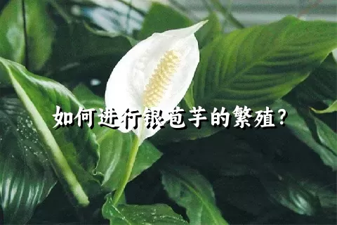 如何进行银苞芋的繁殖？