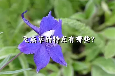 飞燕草的特点有哪些？