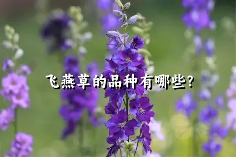 飞燕草的品种有哪些？