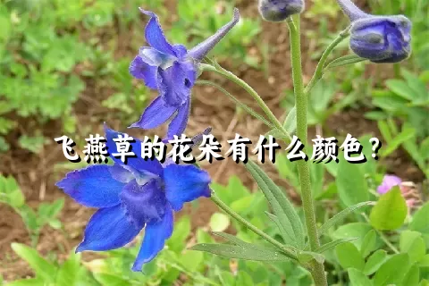 飞燕草的花朵有什么颜色？