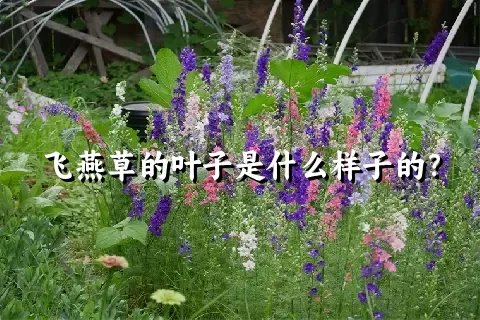 飞燕草的叶子是什么样子的？