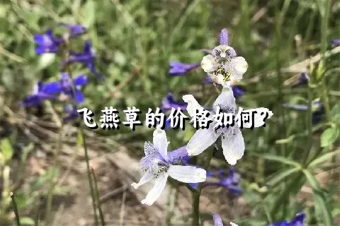 飞燕草的价格如何？