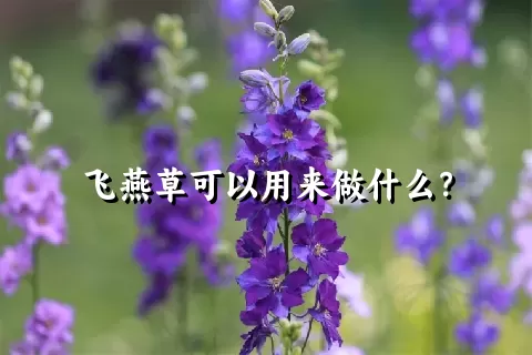 飞燕草可以用来做什么？