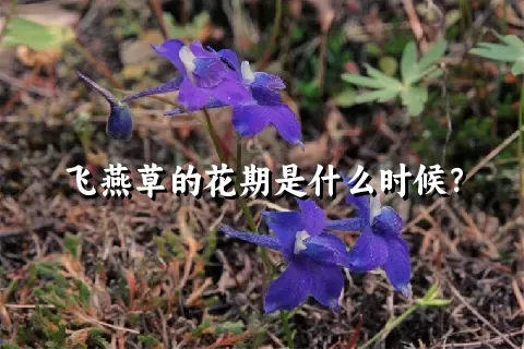 飞燕草的花期是什么时候？