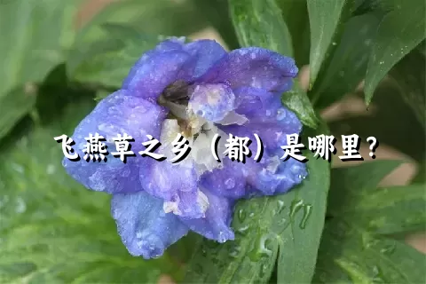 飞燕草之乡（都）是哪里？