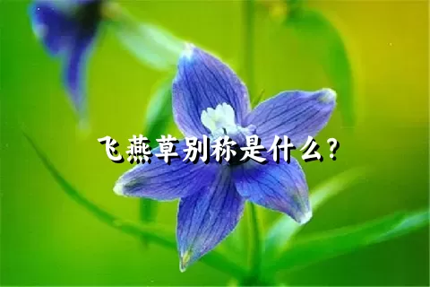 飞燕草别称是什么？