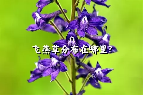 飞燕草分布在哪里?