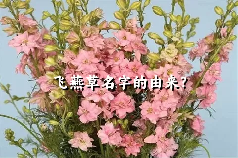 飞燕草名字的由来？