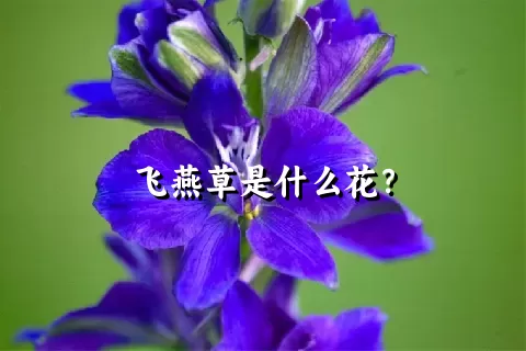 飞燕草是什么花？