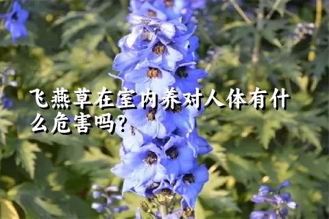 飞燕草在室内养对人体有什么危害吗？