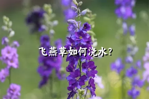 飞燕草如何浇水？