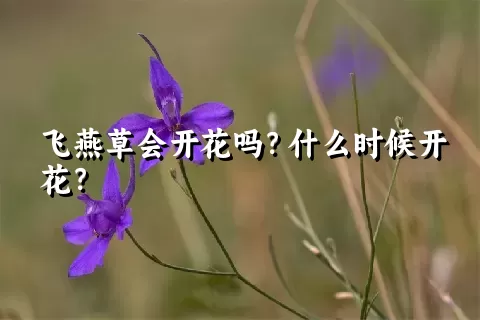 飞燕草会开花吗？什么时候开花？