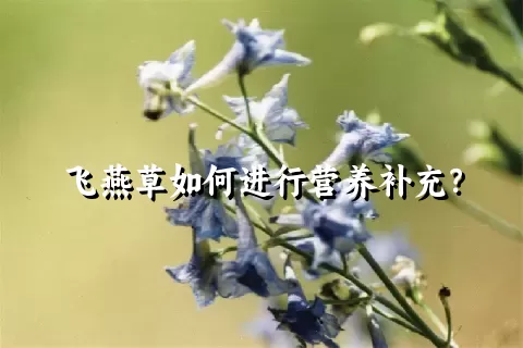 飞燕草如何进行营养补充？