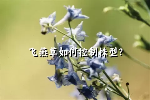 飞燕草如何控制株型？