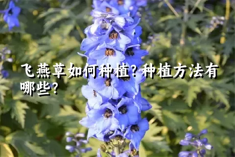 飞燕草如何种植？种植方法有哪些？