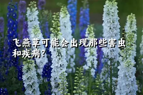 飞燕草可能会出现那些害虫和疾病？