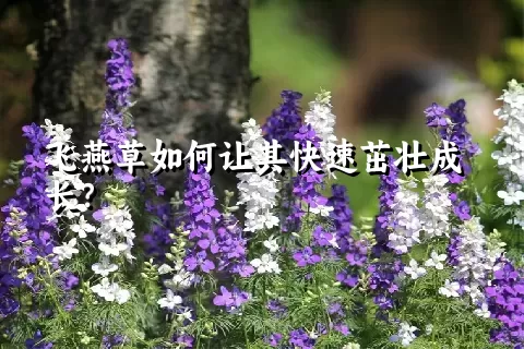 飞燕草如何让其快速茁壮成长？