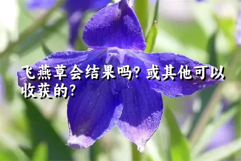 飞燕草会结果吗？或其他可以收获的？