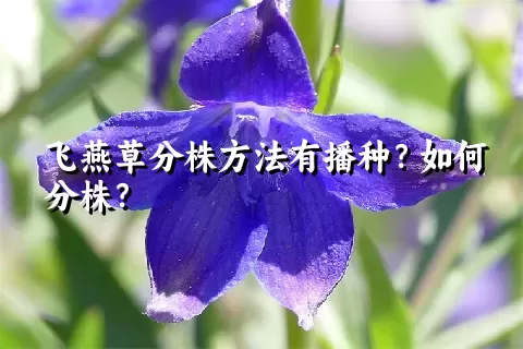 飞燕草分株方法有播种？如何分株？