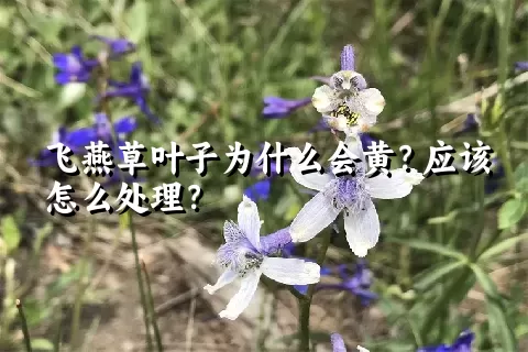 飞燕草叶子为什么会黄？应该怎么处理？