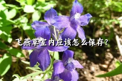 飞燕草室内应该怎么保存？