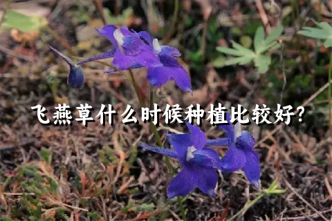 飞燕草什么时候种植比较好？