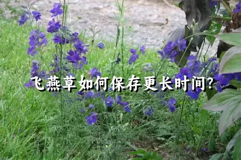 飞燕草如何保存更长时间？