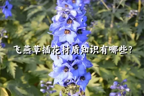 飞燕草插花材质知识有哪些？