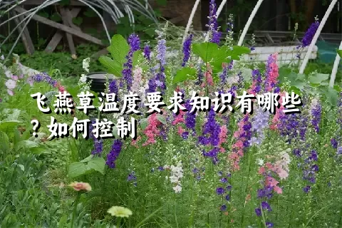 飞燕草温度要求知识有哪些？如何控制