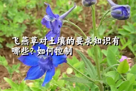 飞燕草对土壤的要求知识有哪些？如何控制