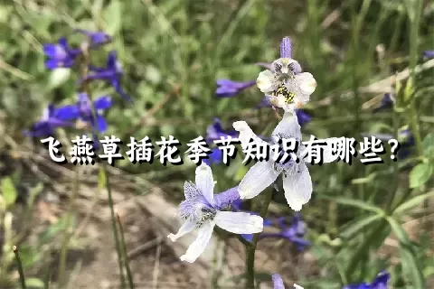 飞燕草插花季节知识有哪些？