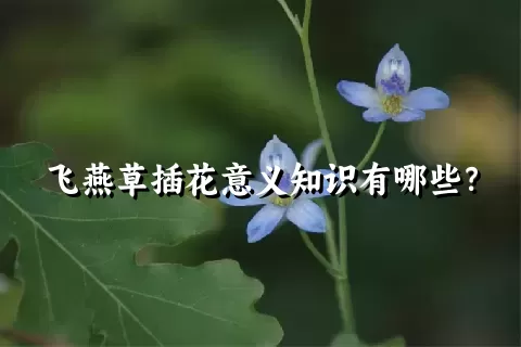 飞燕草插花意义知识有哪些？