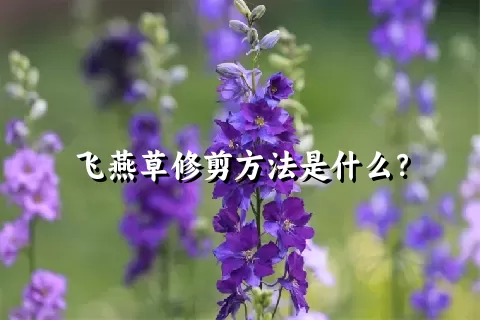 飞燕草修剪方法是什么？