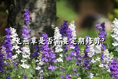 飞燕草是否需要定期修剪？