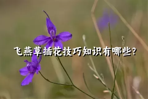 飞燕草插花技巧知识有哪些？