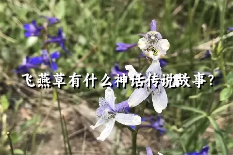 飞燕草有什么神话传说故事？