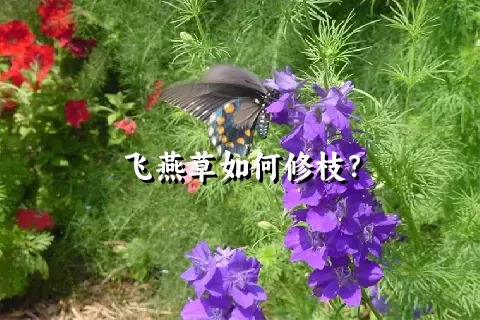 飞燕草如何修枝？