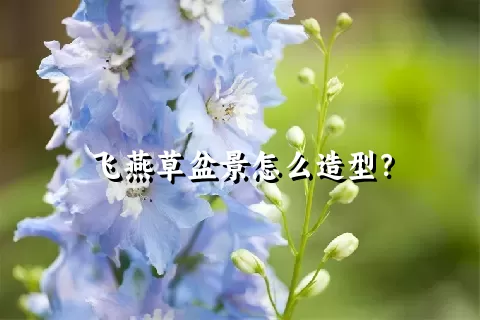 飞燕草盆景怎么造型？