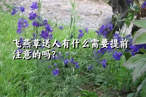 飞燕草送人有什么需要提前注意的吗？