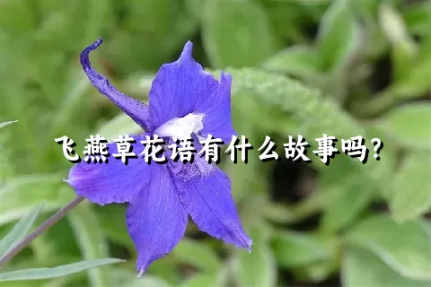 飞燕草花语有什么故事吗？