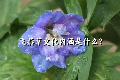 飞燕草文化内涵是什么？