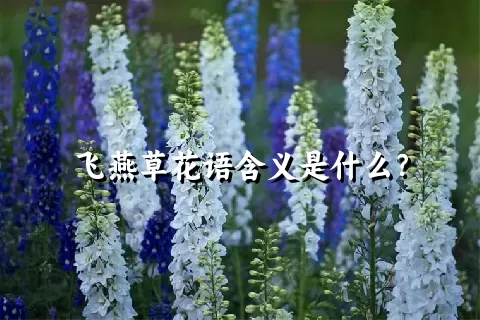 飞燕草花语含义是什么？