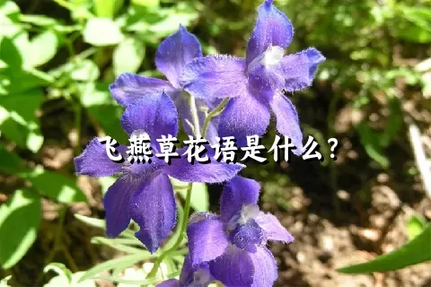 飞燕草花语是什么？