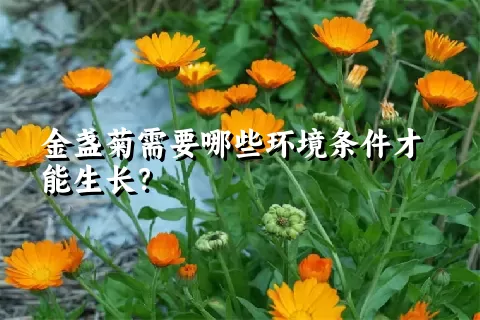 金盏菊需要哪些环境条件才能生长？