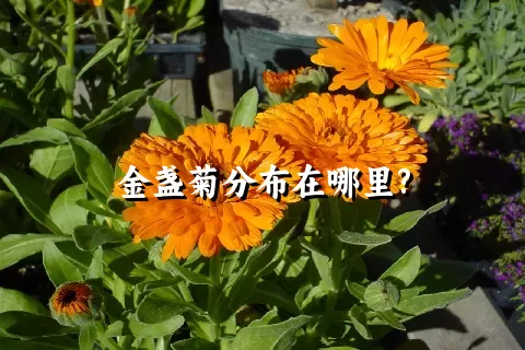 金盏菊分布在哪里?