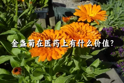 金盏菊在医药上有什么价值？